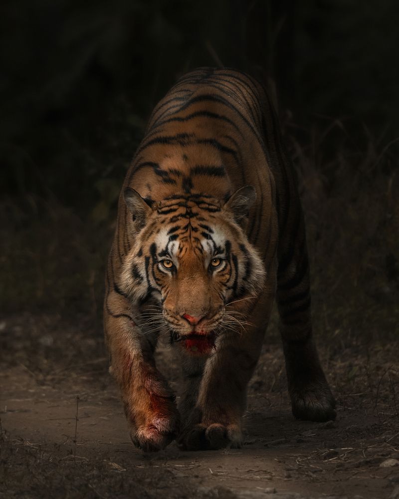 Photograph by Guha Jayanta