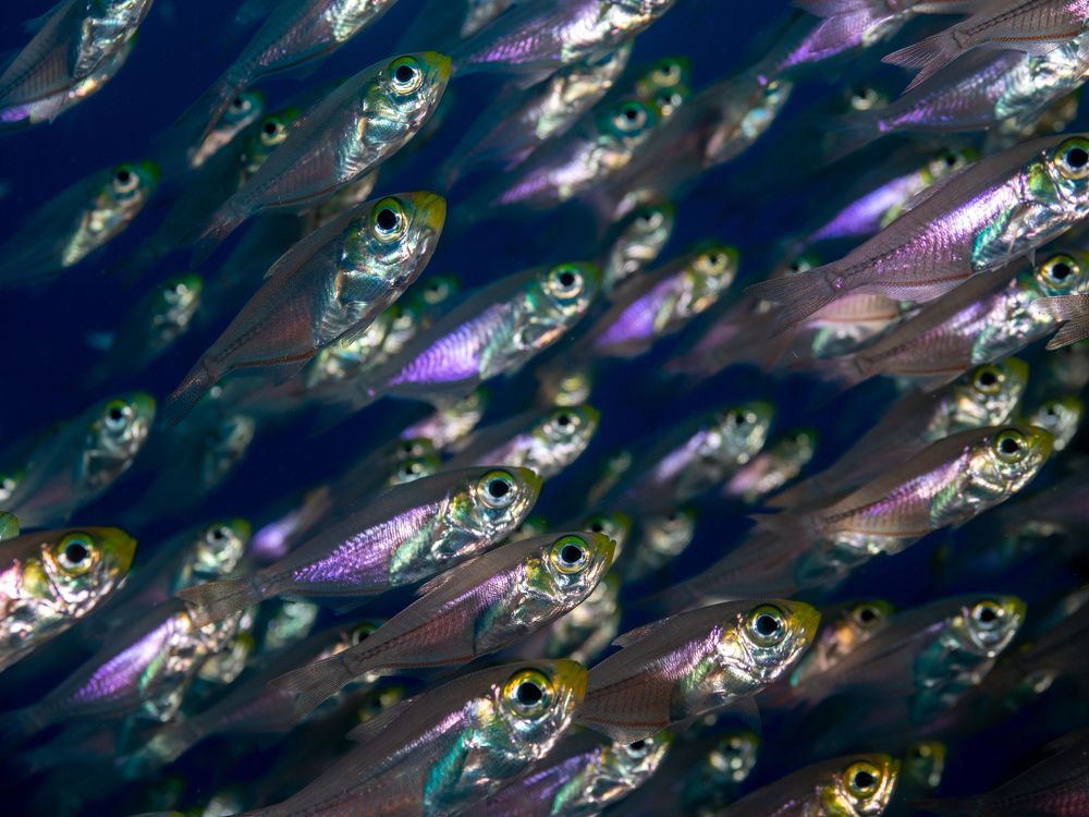 Photograph by Alexander Plakida