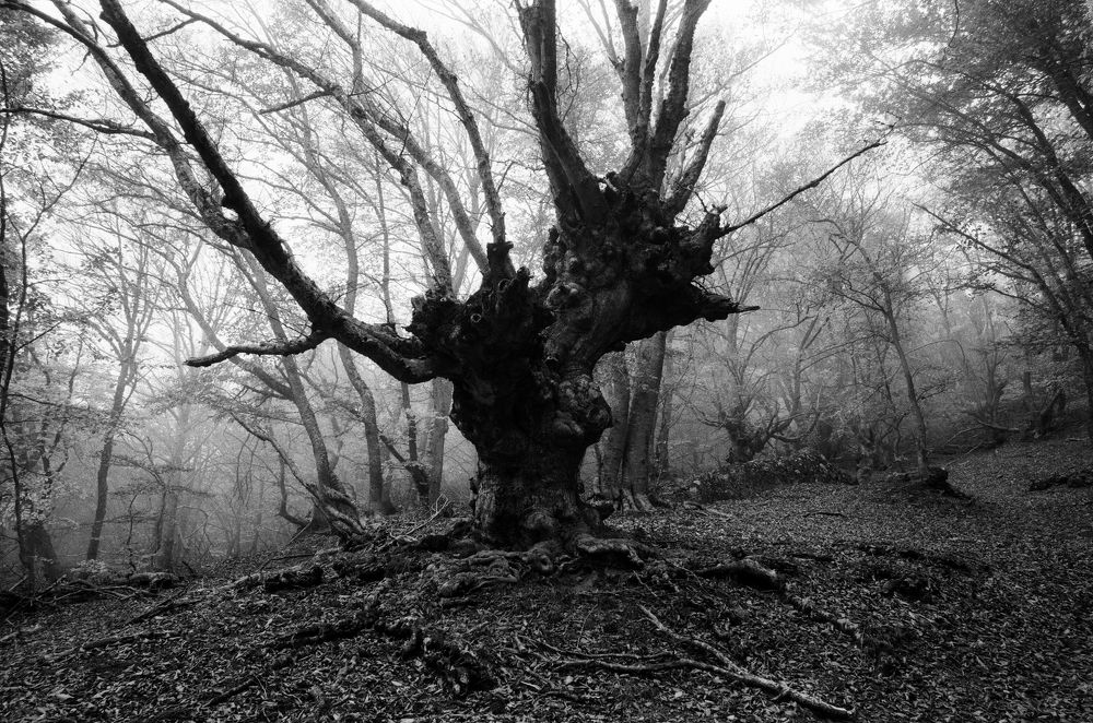 Photograph by лаврушкин артем александрович