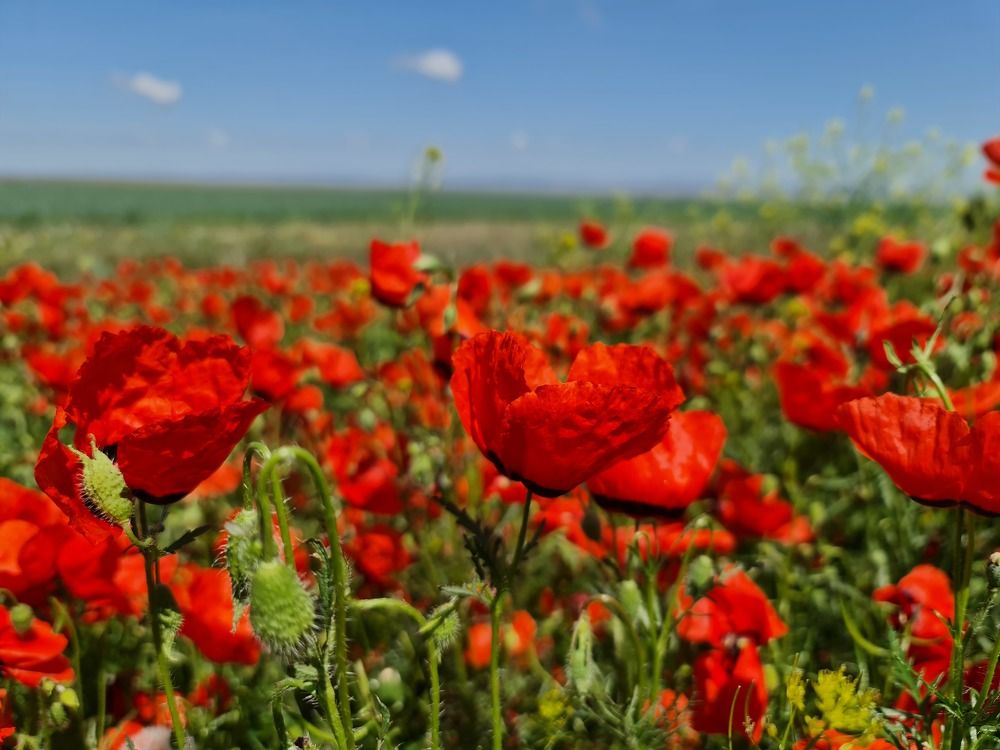 Photograph by фид зон