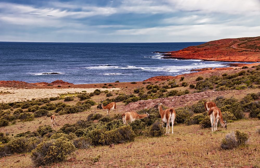 Los Guanacos y el mar