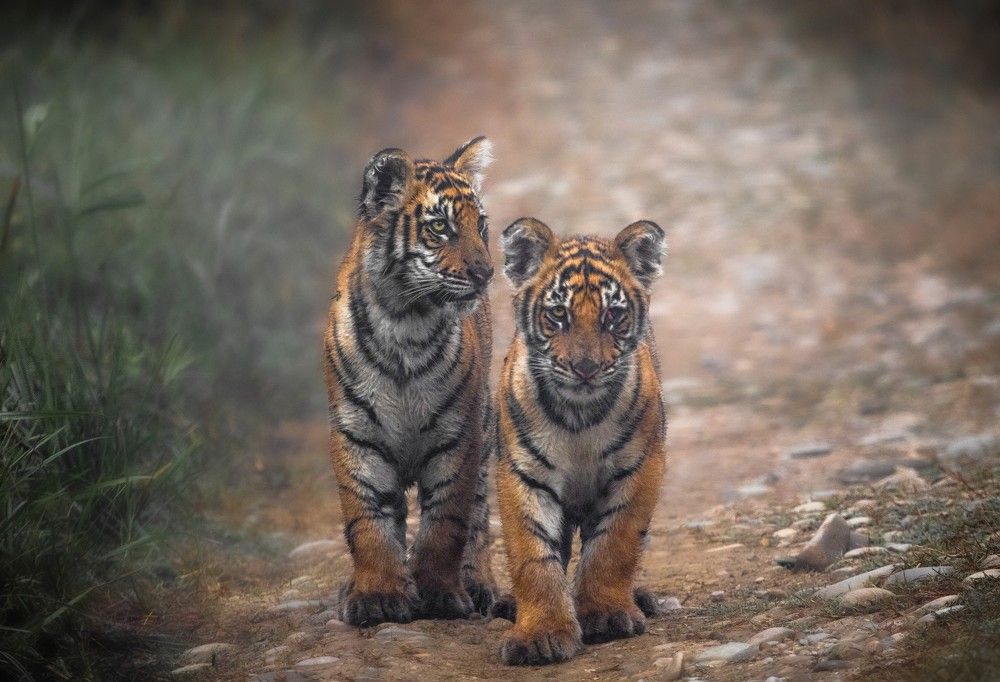 Photograph by Samagya Bikram Shah