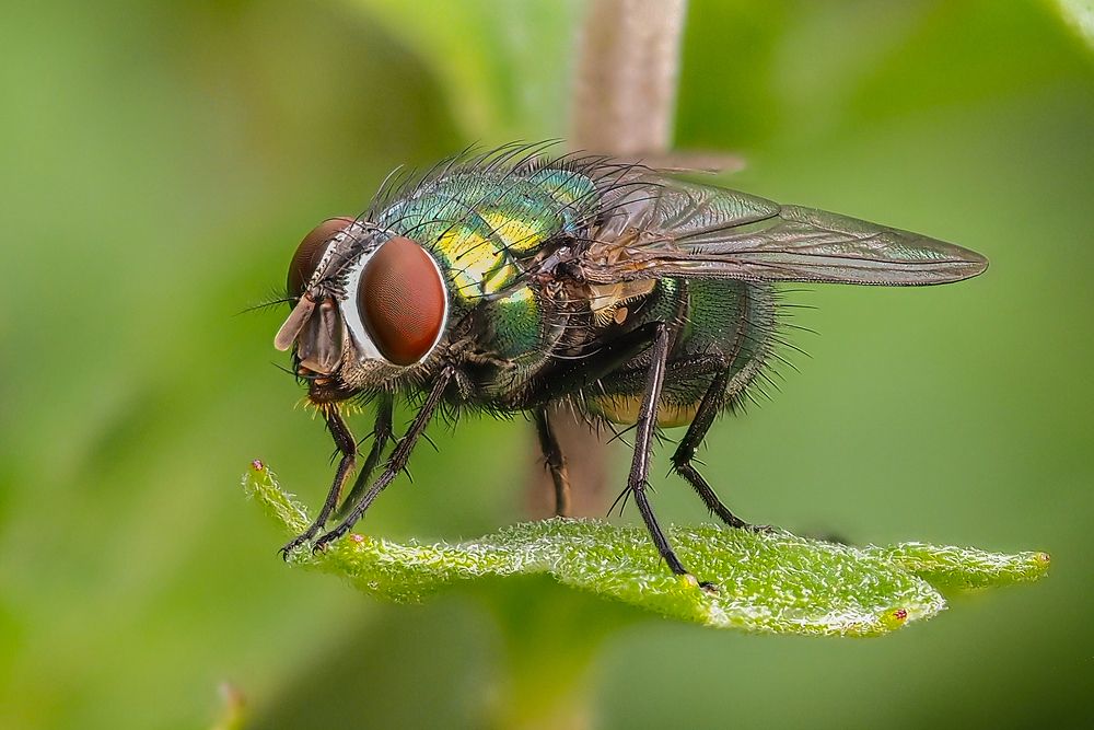 Муха на листике