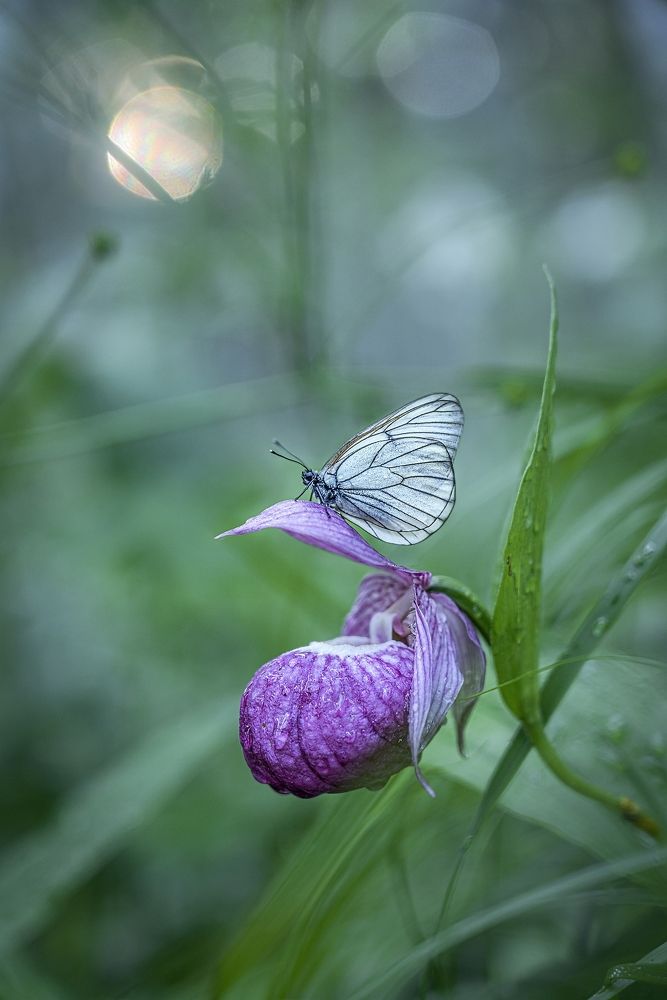 На примерке башмачков