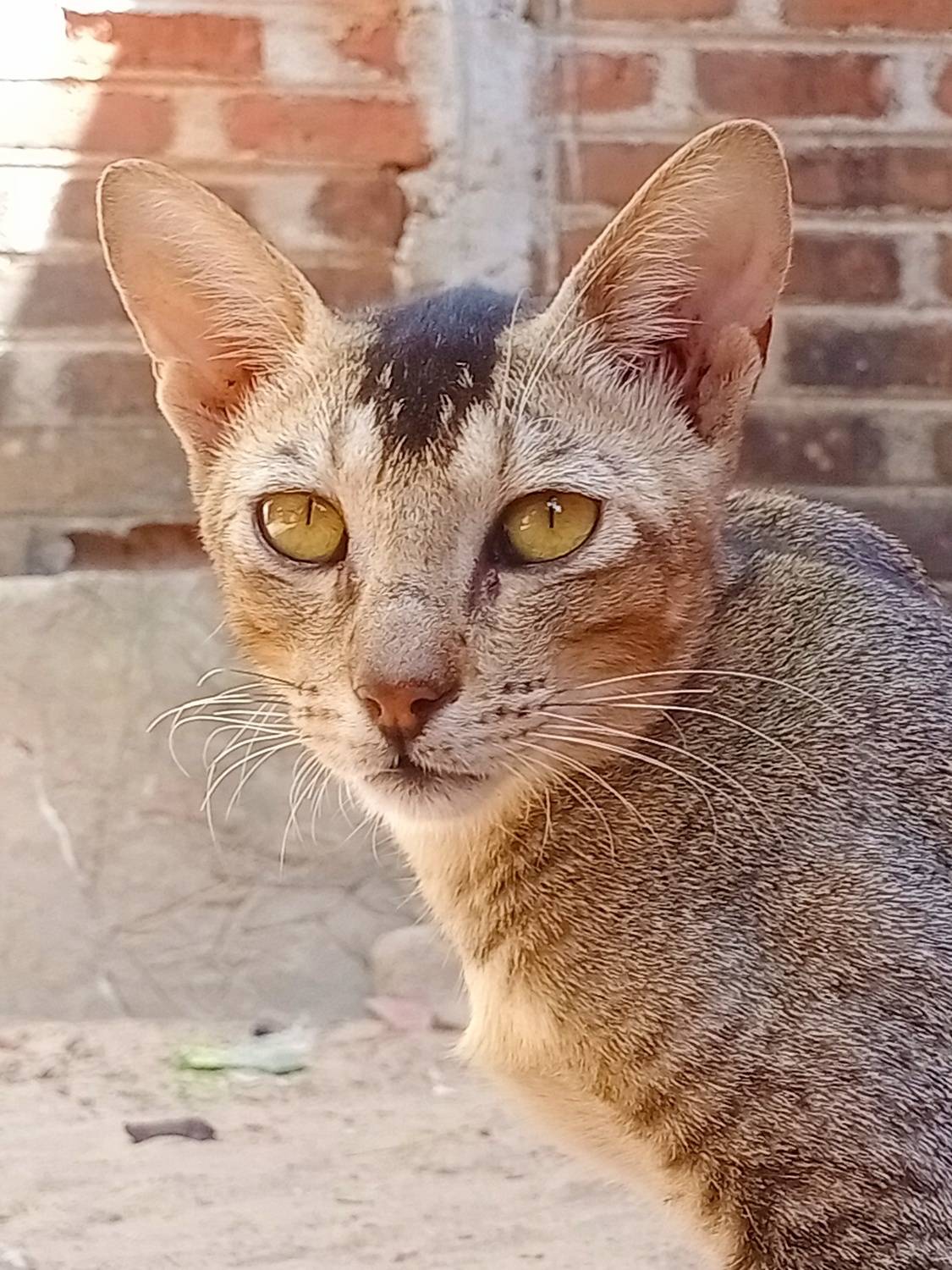 Animal