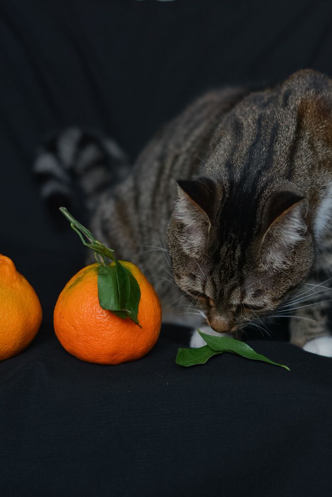 Photograph by Татьяна Безгачёва