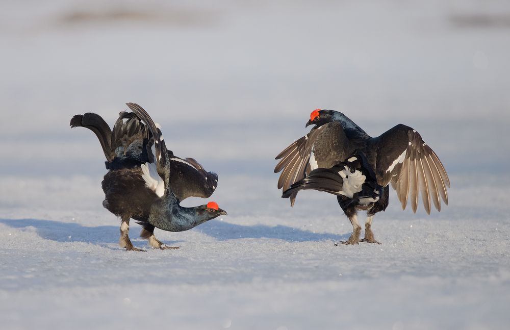 Балет на снегу