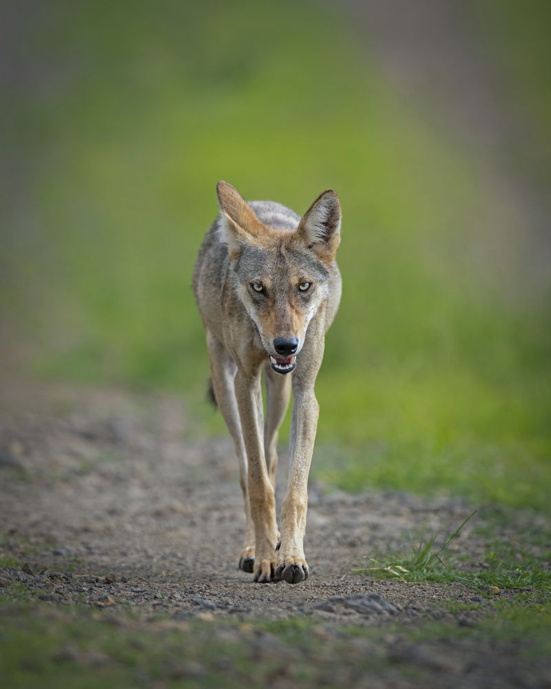 Photograph by Sandip Patil