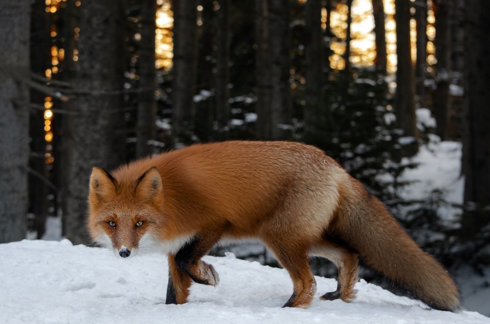 Photograph by Вероника Романенко