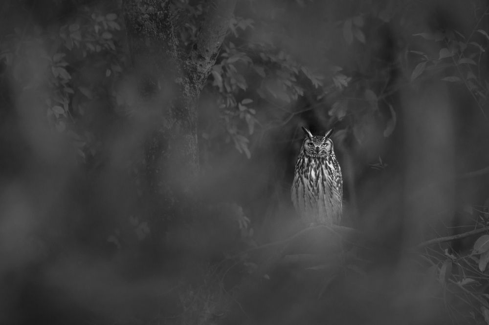 Photograph by Kshitij Patle