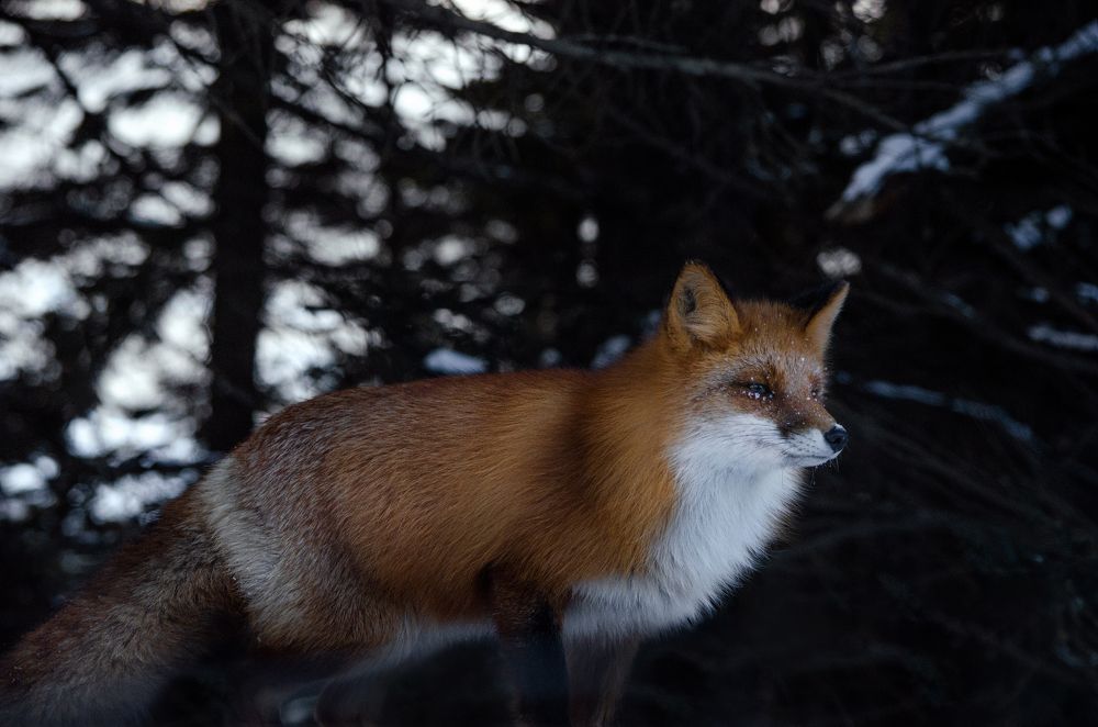 Photograph by Вероника Романенко
