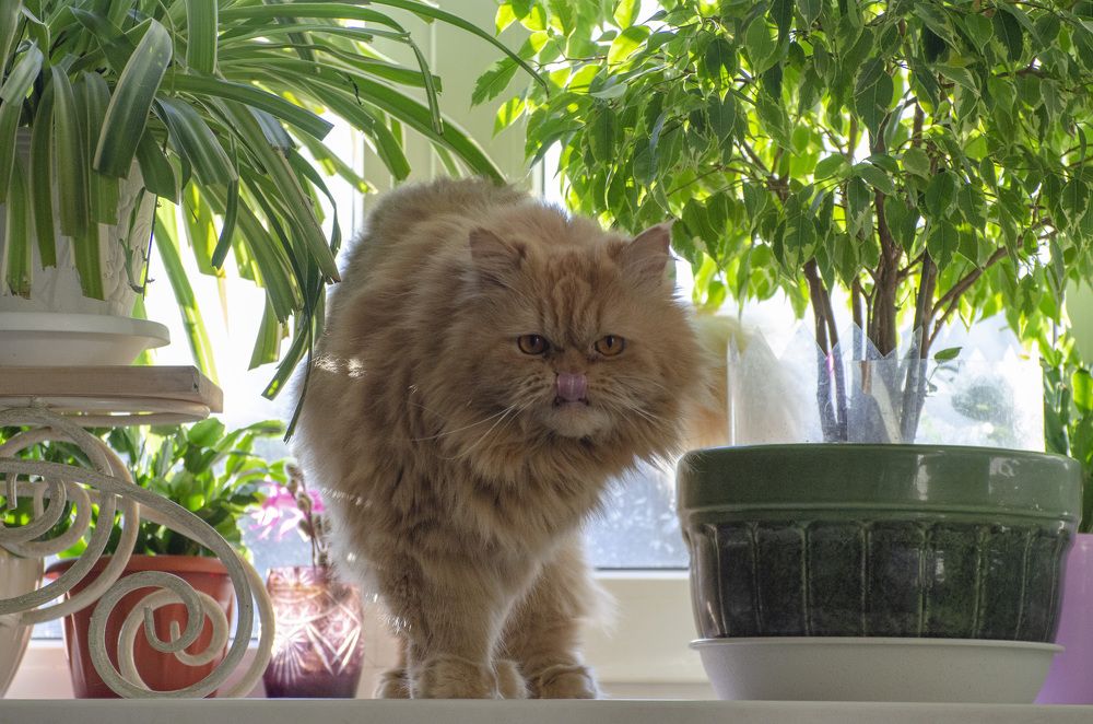 Лев из комнатных джунглей