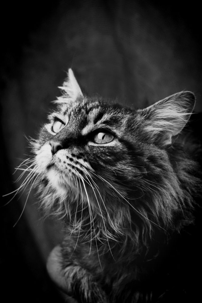 Photograph by Tiffanie Green