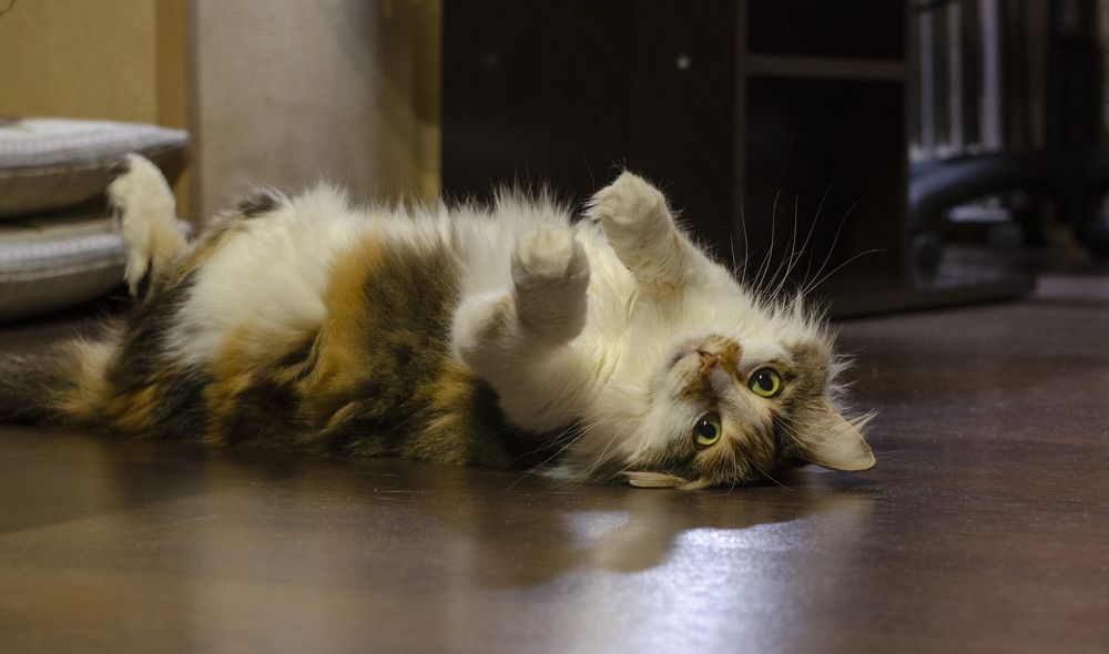 Жизнь удалась