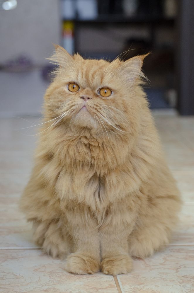 Его величество , Персидский кот