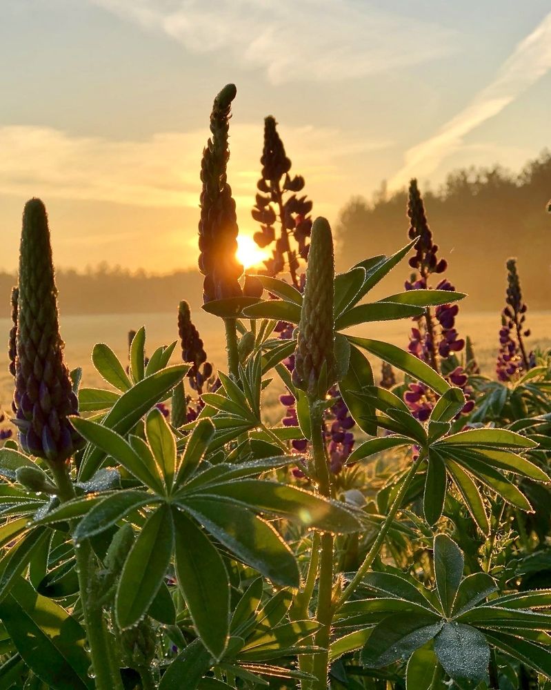 Photograph by Лариса Акинчиц
