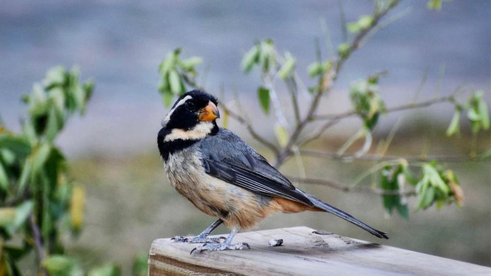 Photograph by Rosana Moyano