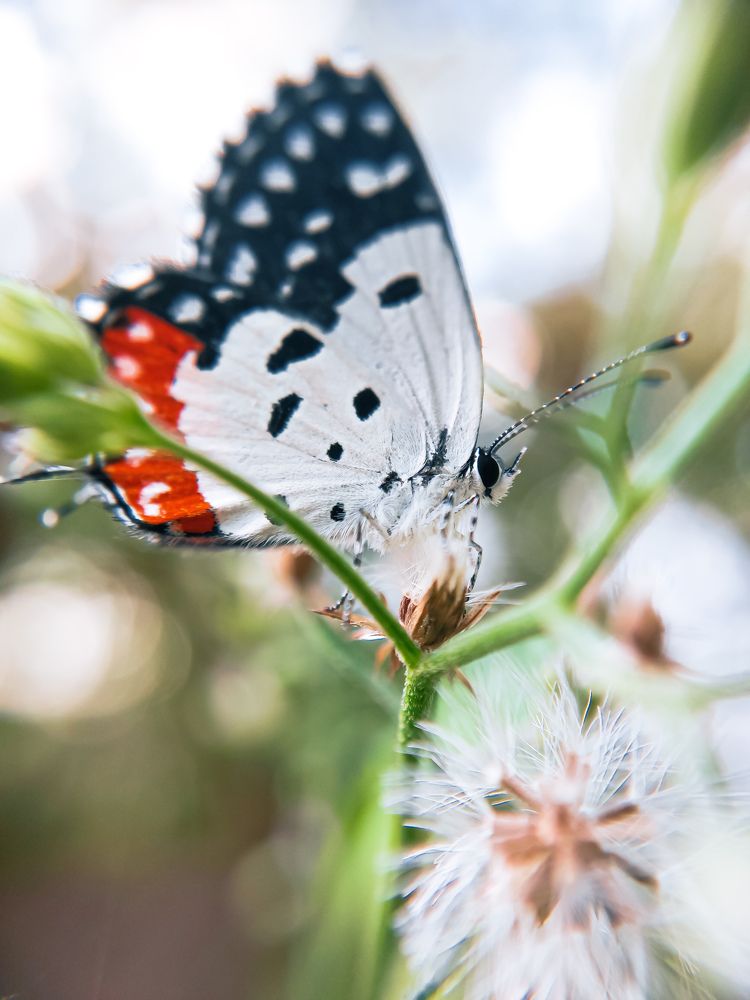 Photograph by Tharusha Bimsara Weeranayaka