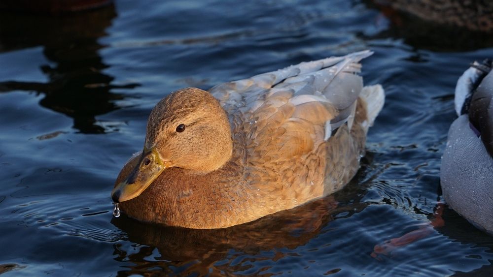 Фотография автора Владимир Коровяковский