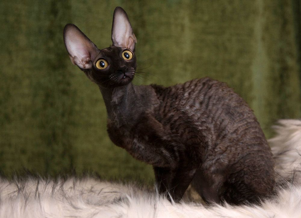 Photograph by Любовь Похабова