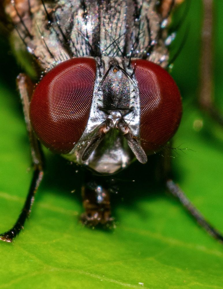Fly Portrait