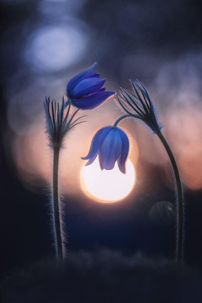 Photograph by Чорный Александр