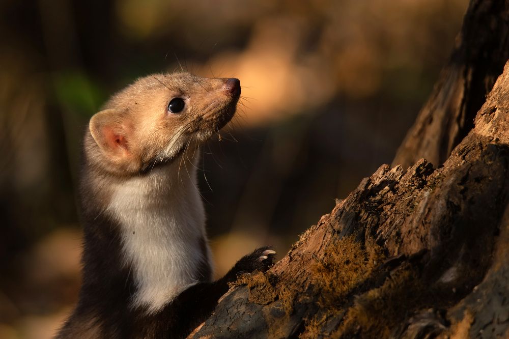 Фотография автора Яков Осканов