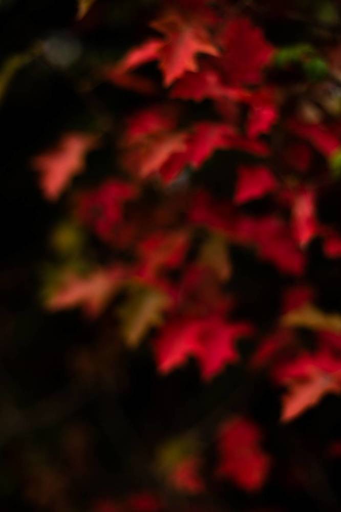 Французская осень.