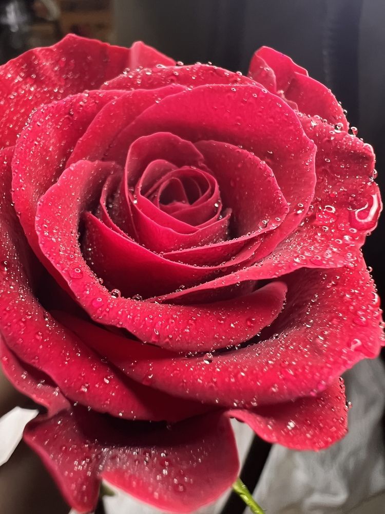 Photograph by Римма Ли