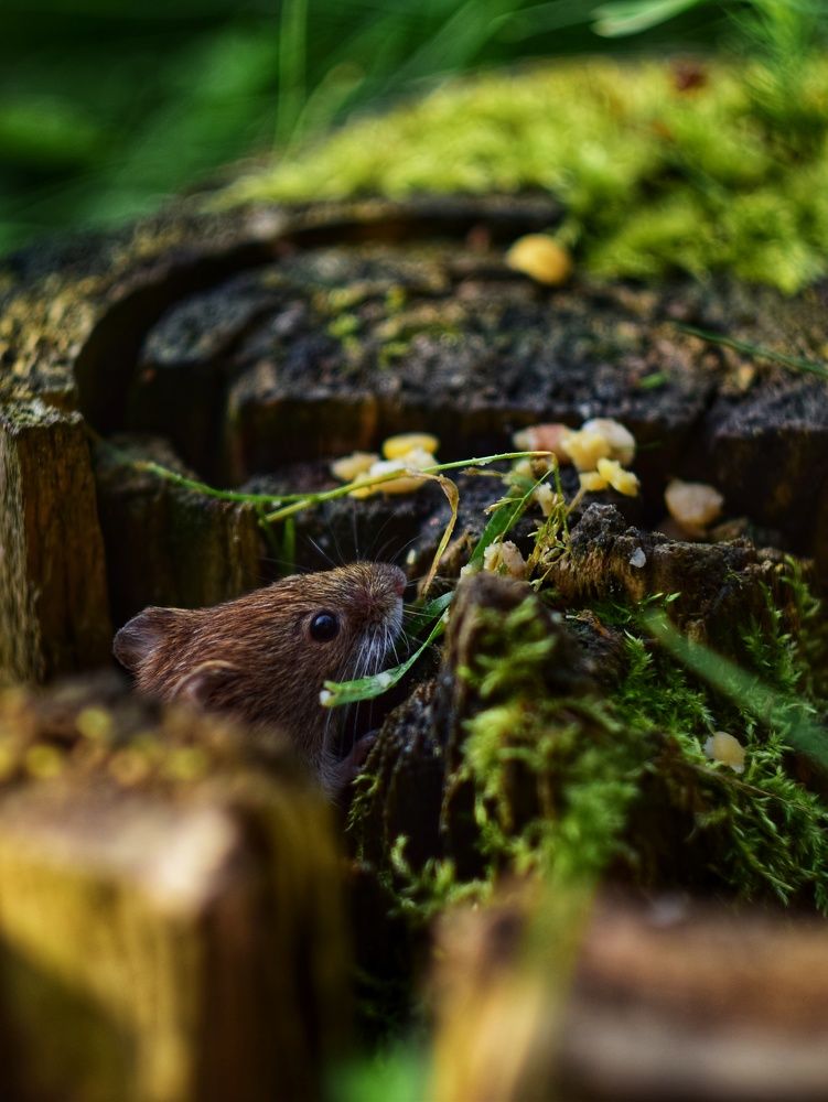 Photograph by Алеся Цеван