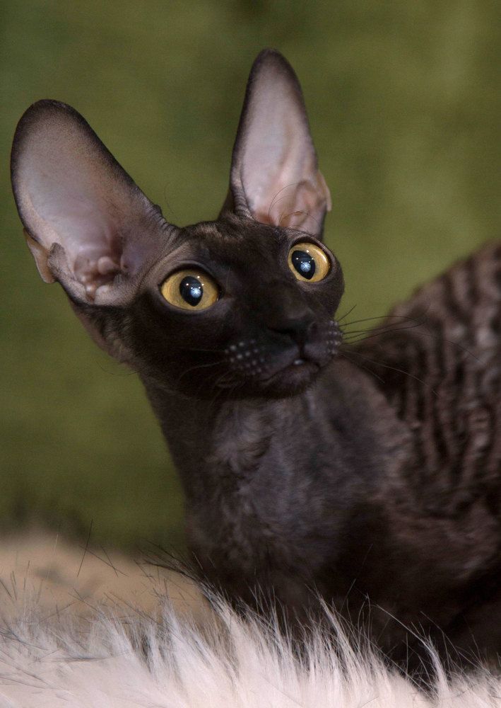 Photograph by Любовь Похабова