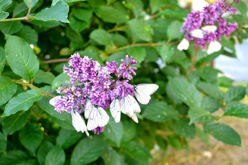 Photograph by Людмила Скочилова