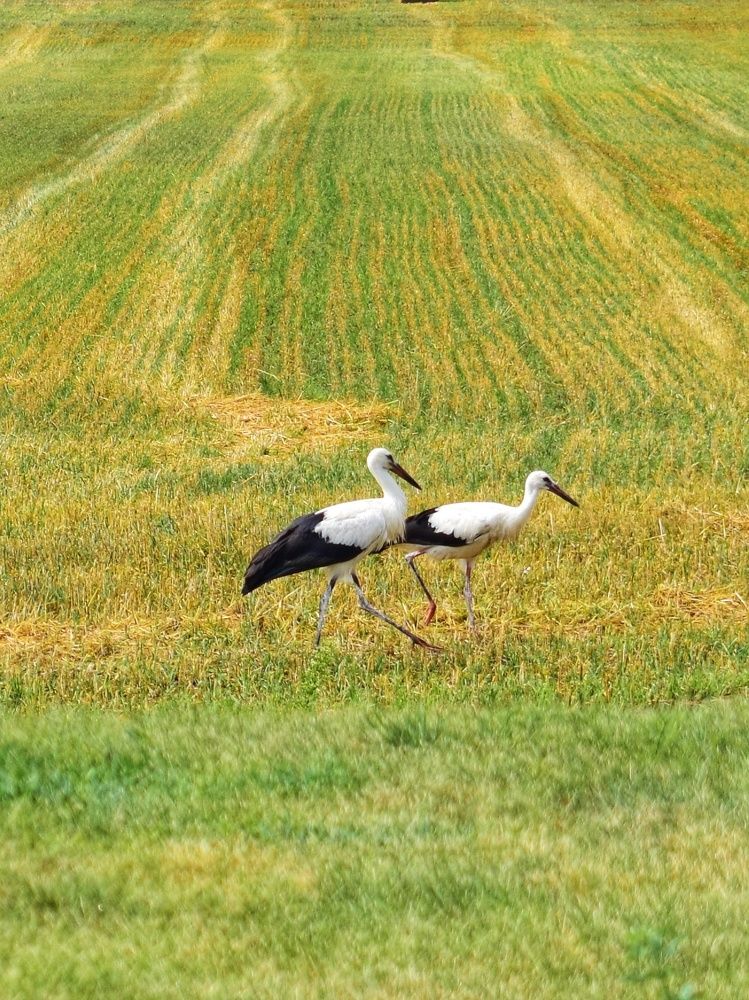 Photograph by Алеся Цеван