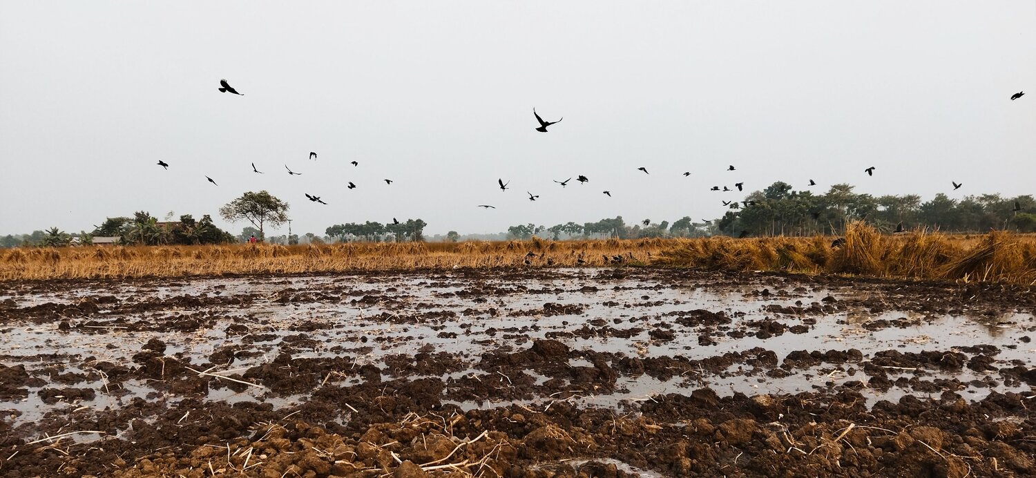 flying crows in the field