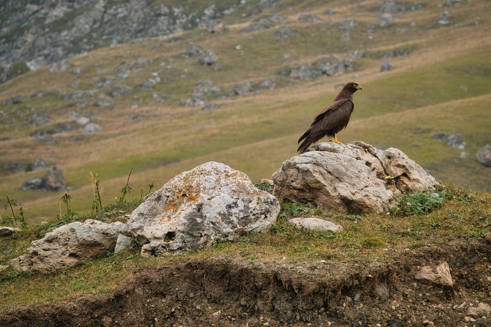 Photograph by Дудников Александр