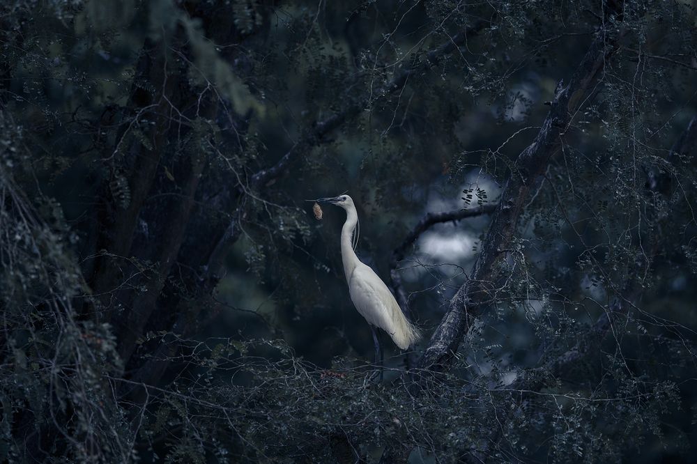 Photograph by QuocToan Nguyen