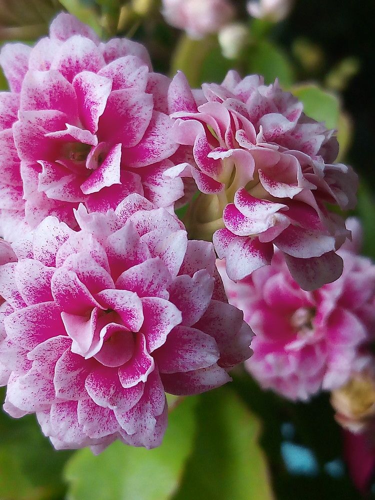 Photograph by Елена Мясникова