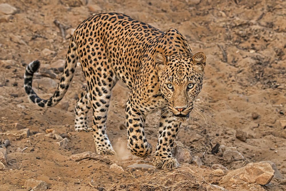 Photograph by Saumi Biswas