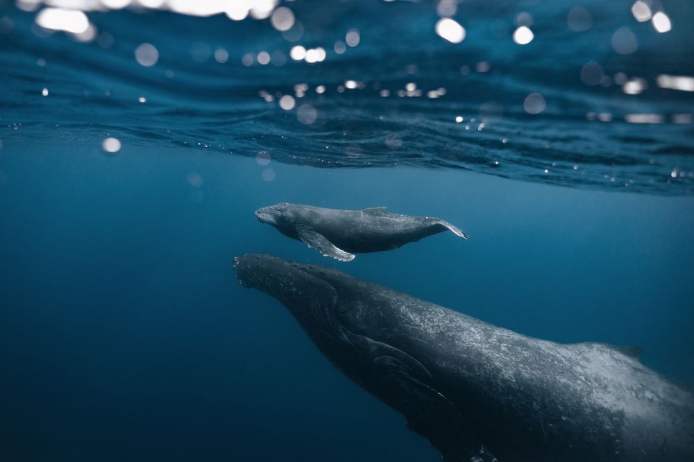 Photograph by Anthony Deroeux