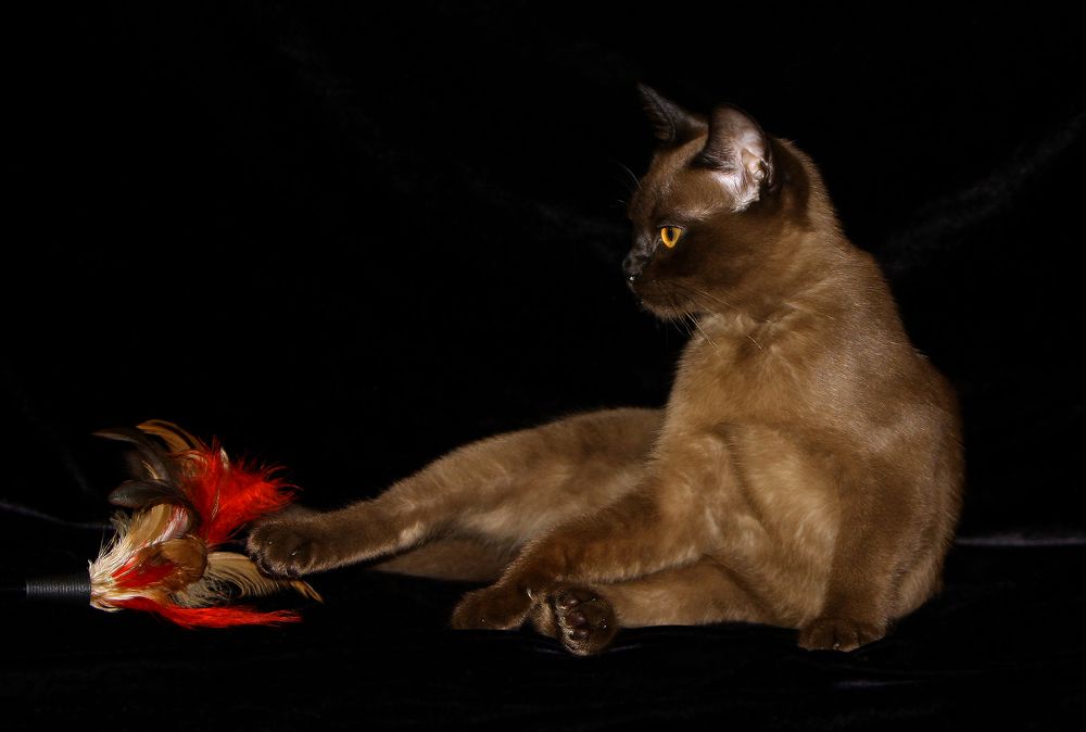 Фотография автора Надежда Лисицына