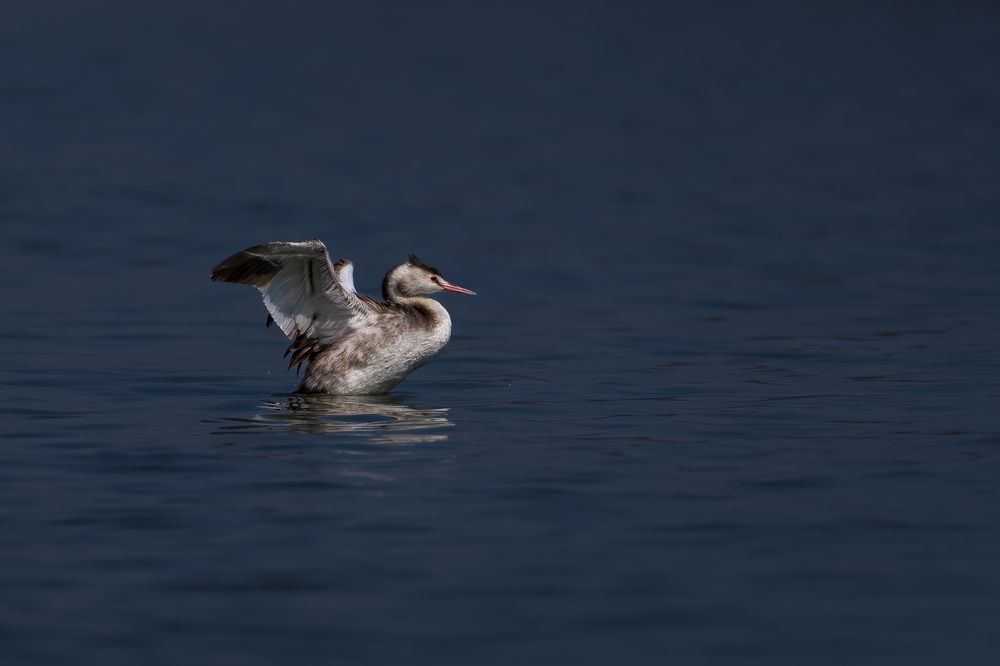 Great crested grebe