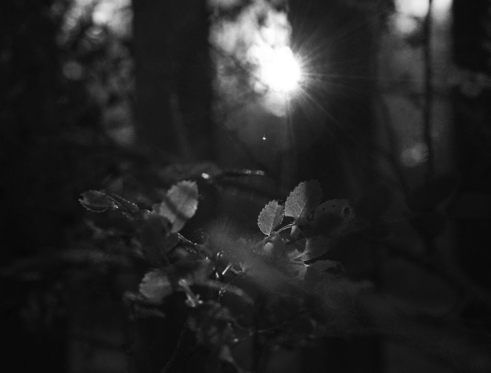 Photograph by Николай Алексеев