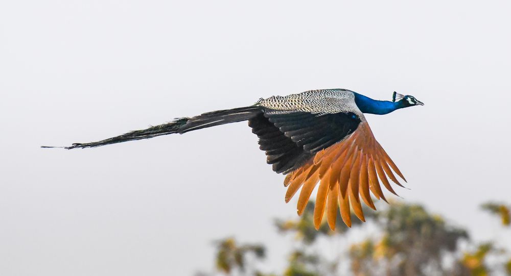 PEACOCK IN FLIGHT