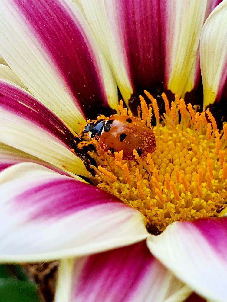 Мобильная фотография