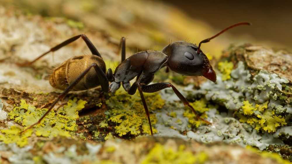 Photograph by Roelof Groesbeek