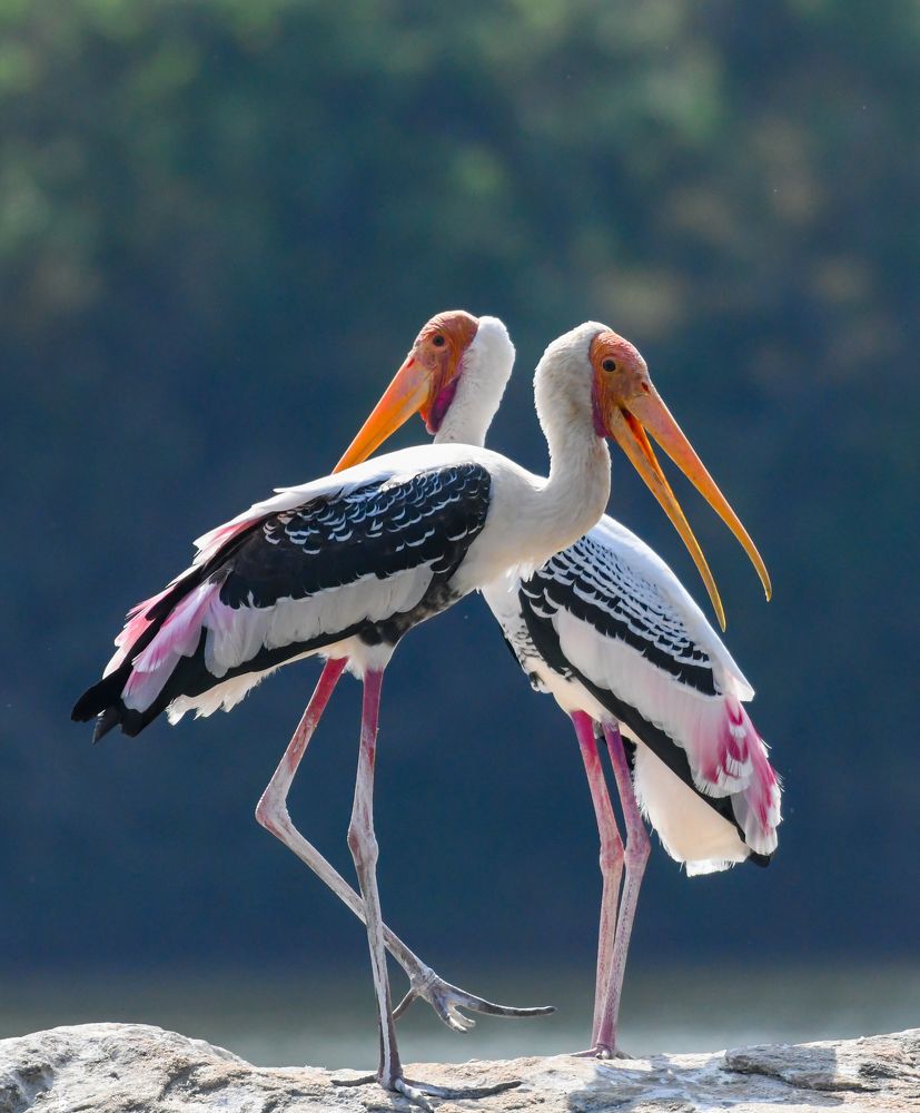 PAINTED STORK PAIR