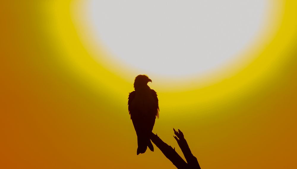 BRAHMINY KITE AND THE SUN