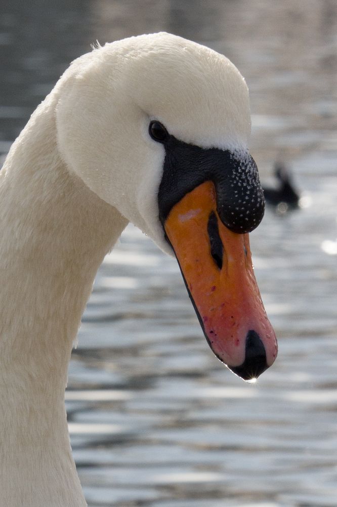 Photograph by Кристина Кораблина