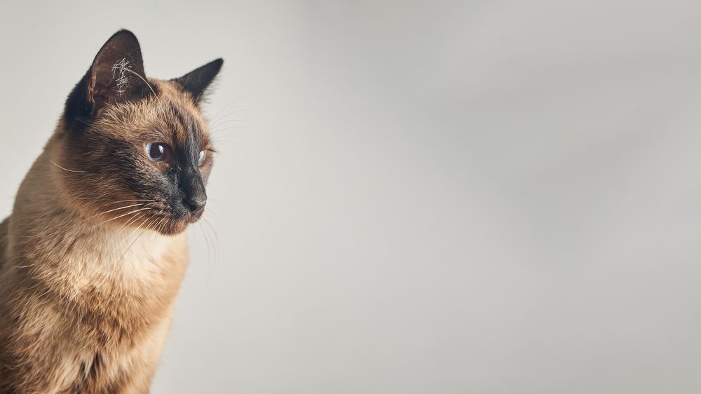 Фотография автора Santiago Diaz Aragon