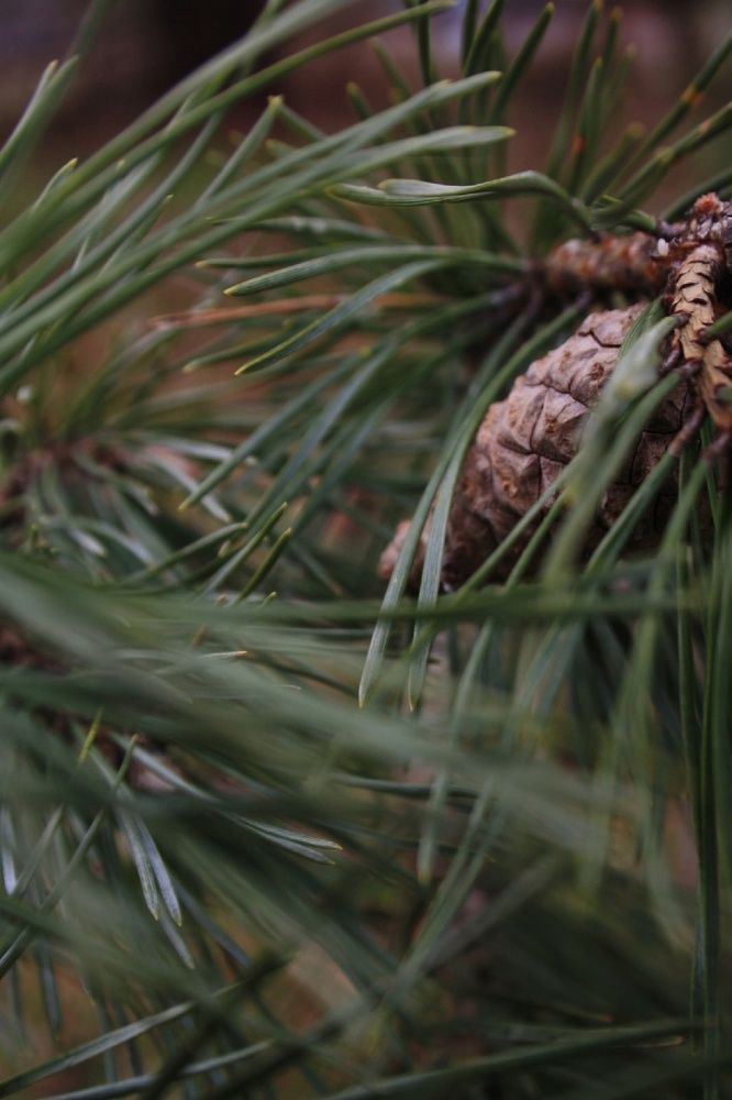 Фотография автора Полина Вязникова